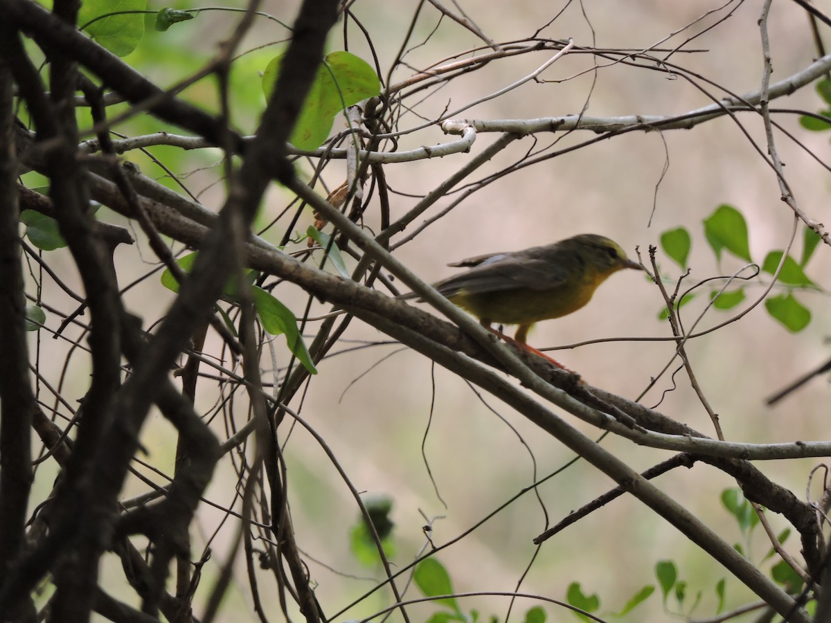 Golden-crowned Warbler - ML657873213
