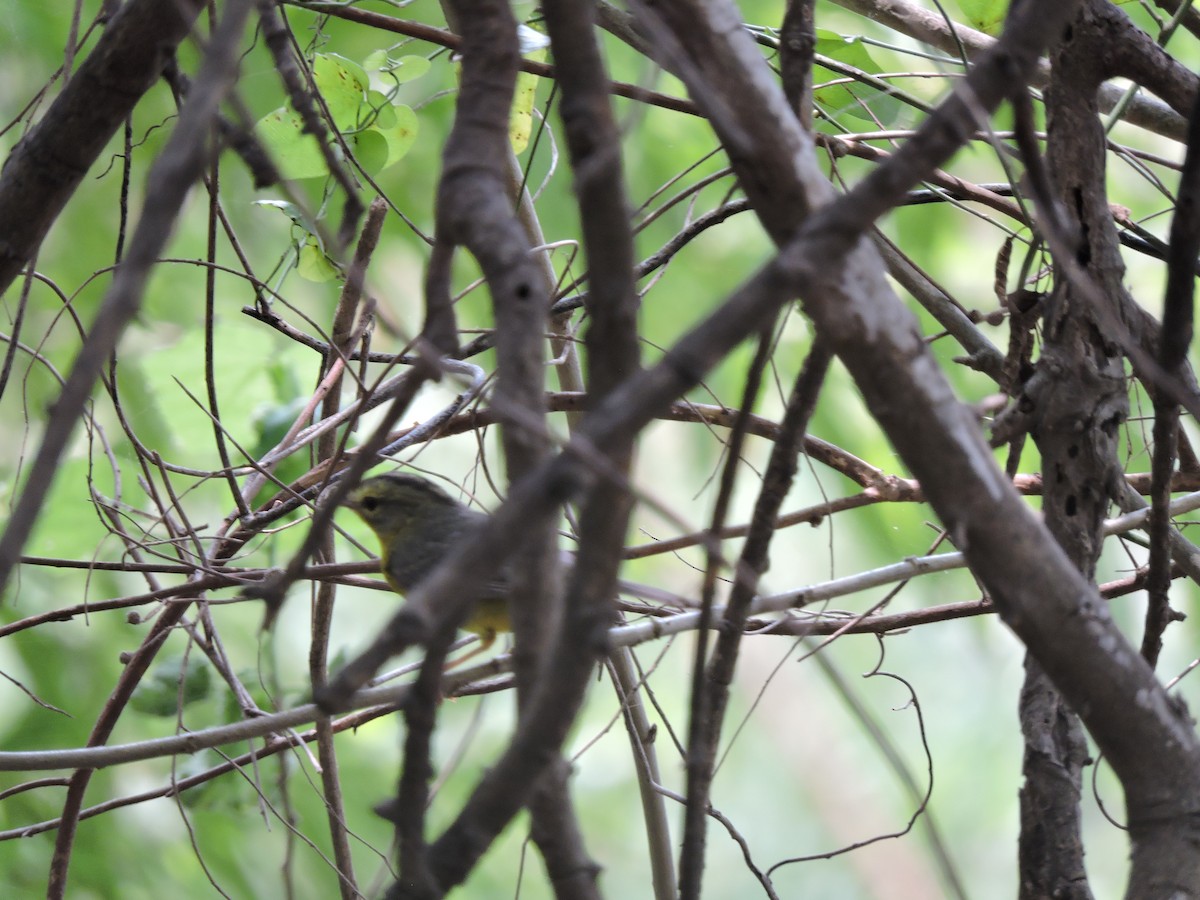 Golden-crowned Warbler - ML657873214