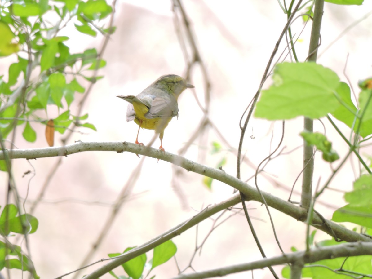 Golden-crowned Warbler - ML657873215