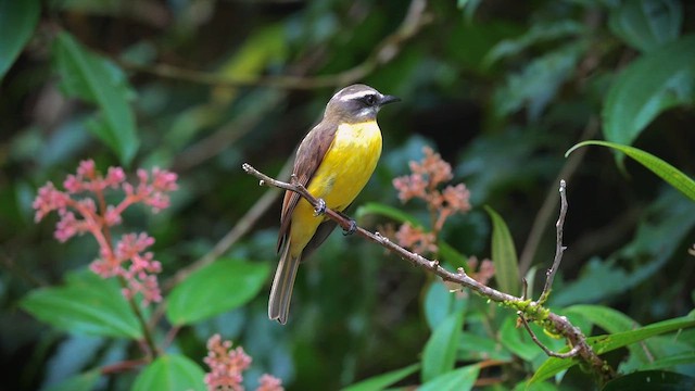Golden-bellied Flycatcher - ML657873377