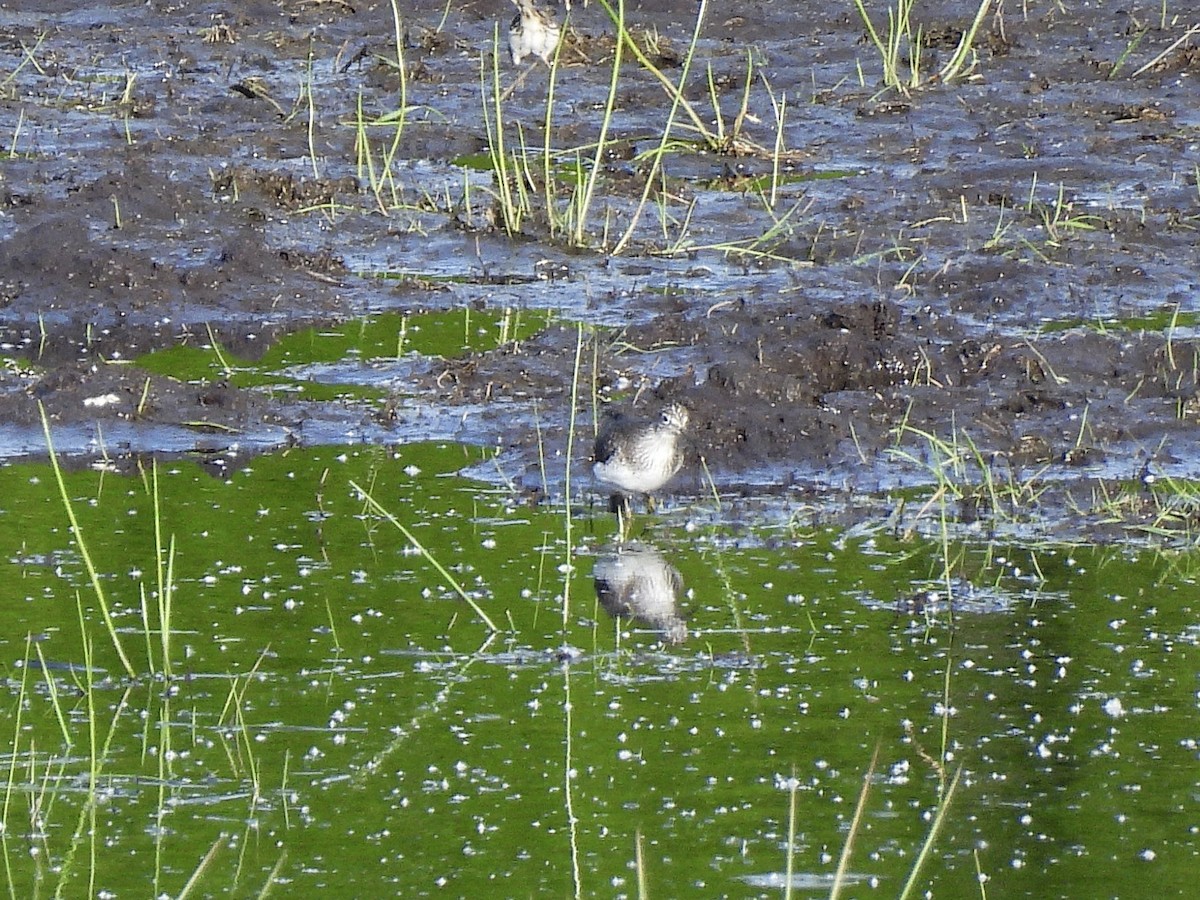Solitary Sandpiper - ML657873574