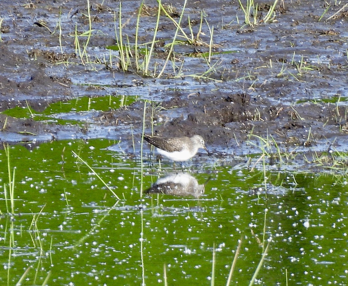 Solitary Sandpiper - ML657873575