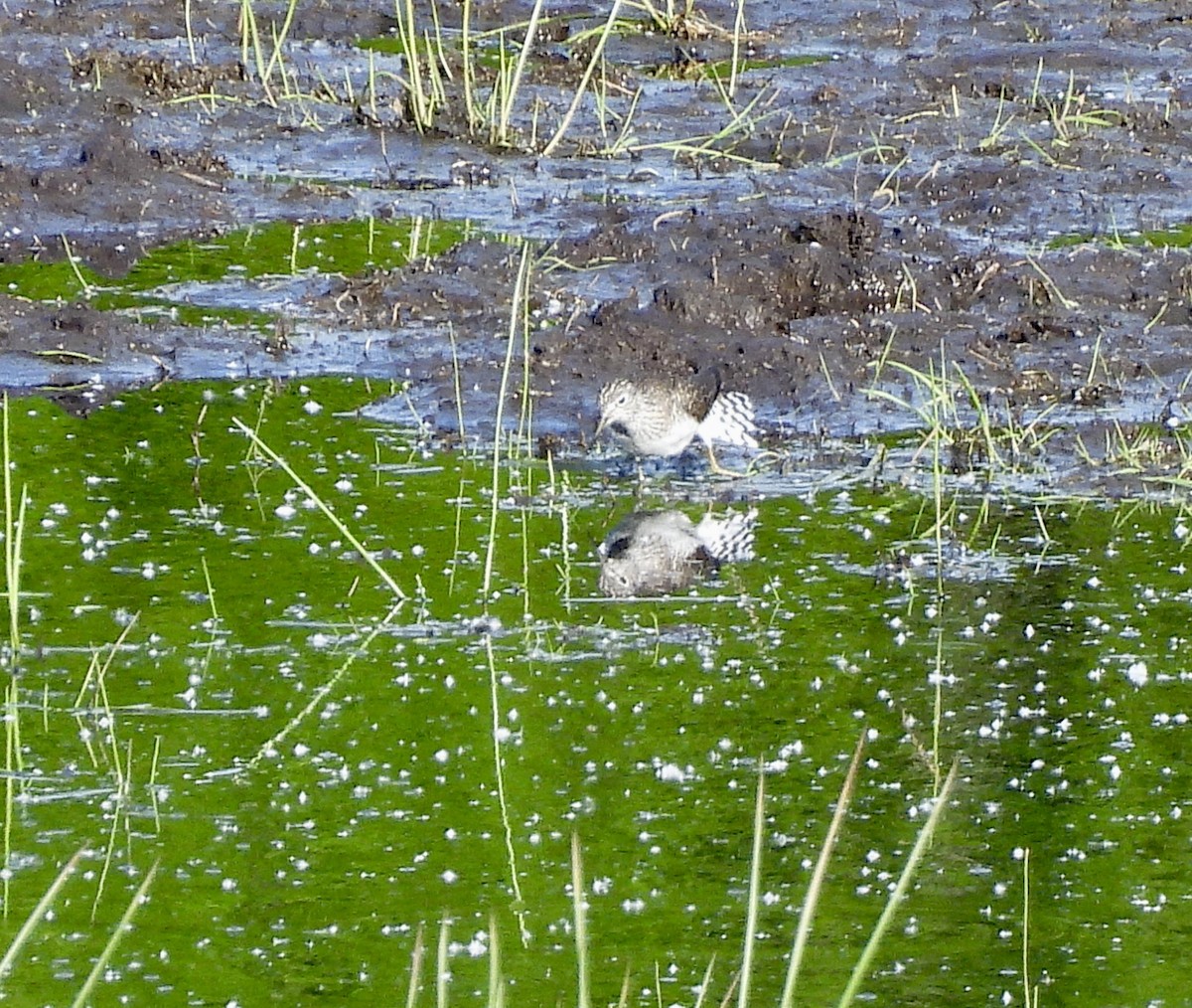 Solitary Sandpiper - ML657873576