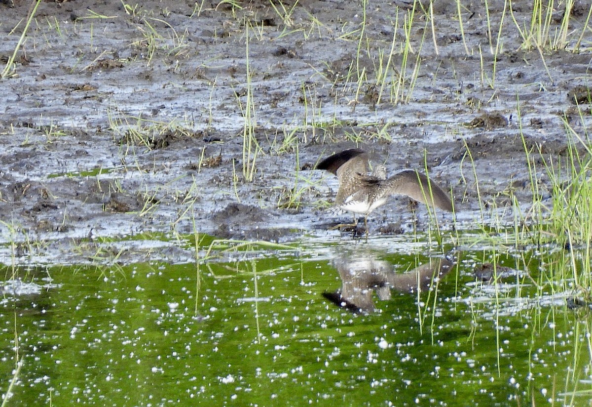 Solitary Sandpiper - ML657873577