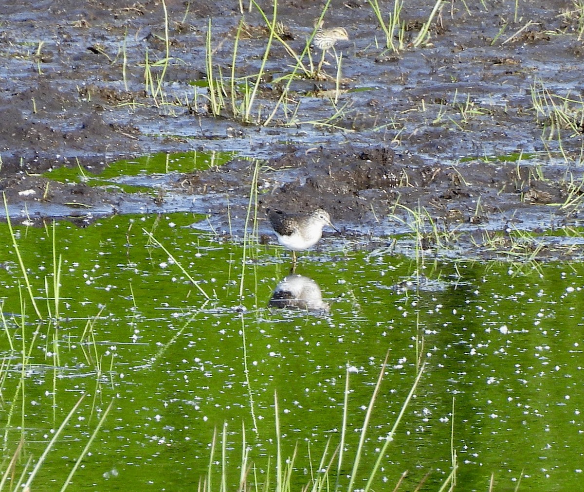 Solitary Sandpiper - ML657873578