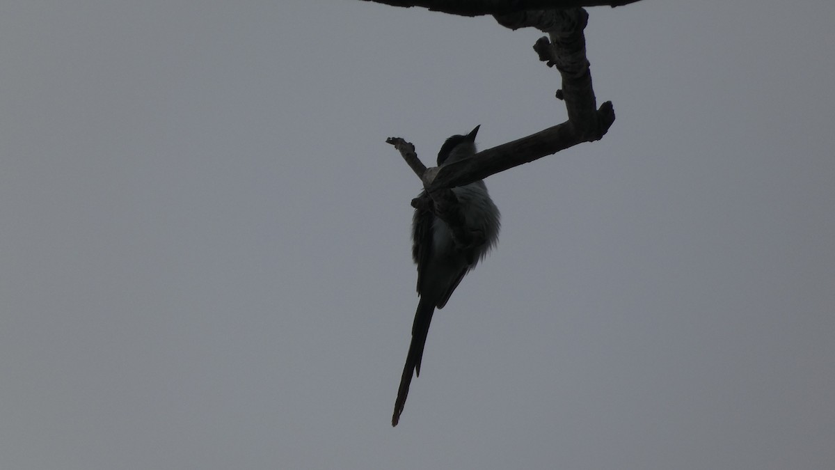 Fork-tailed Flycatcher - ML657873962