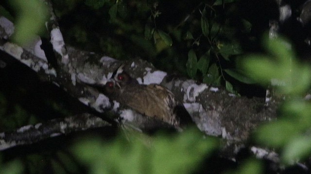Crested Owl - ML657873969