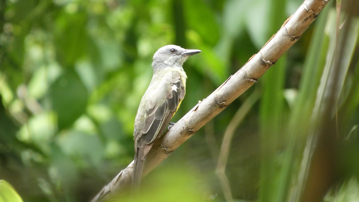 Tropical Kingbird - ML657874081