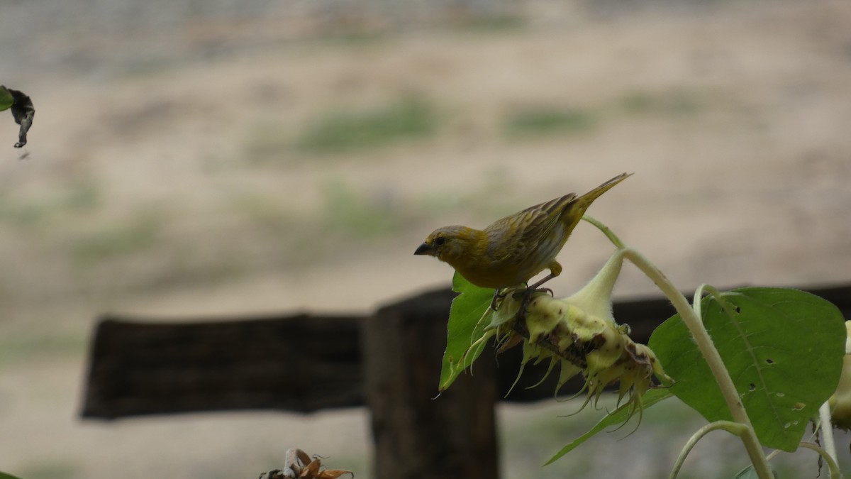 Saffron Finch - ML657874092