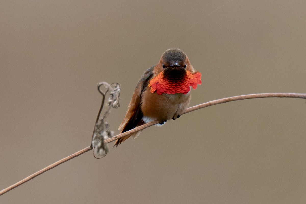 Allen's Hummingbird - ML657874234