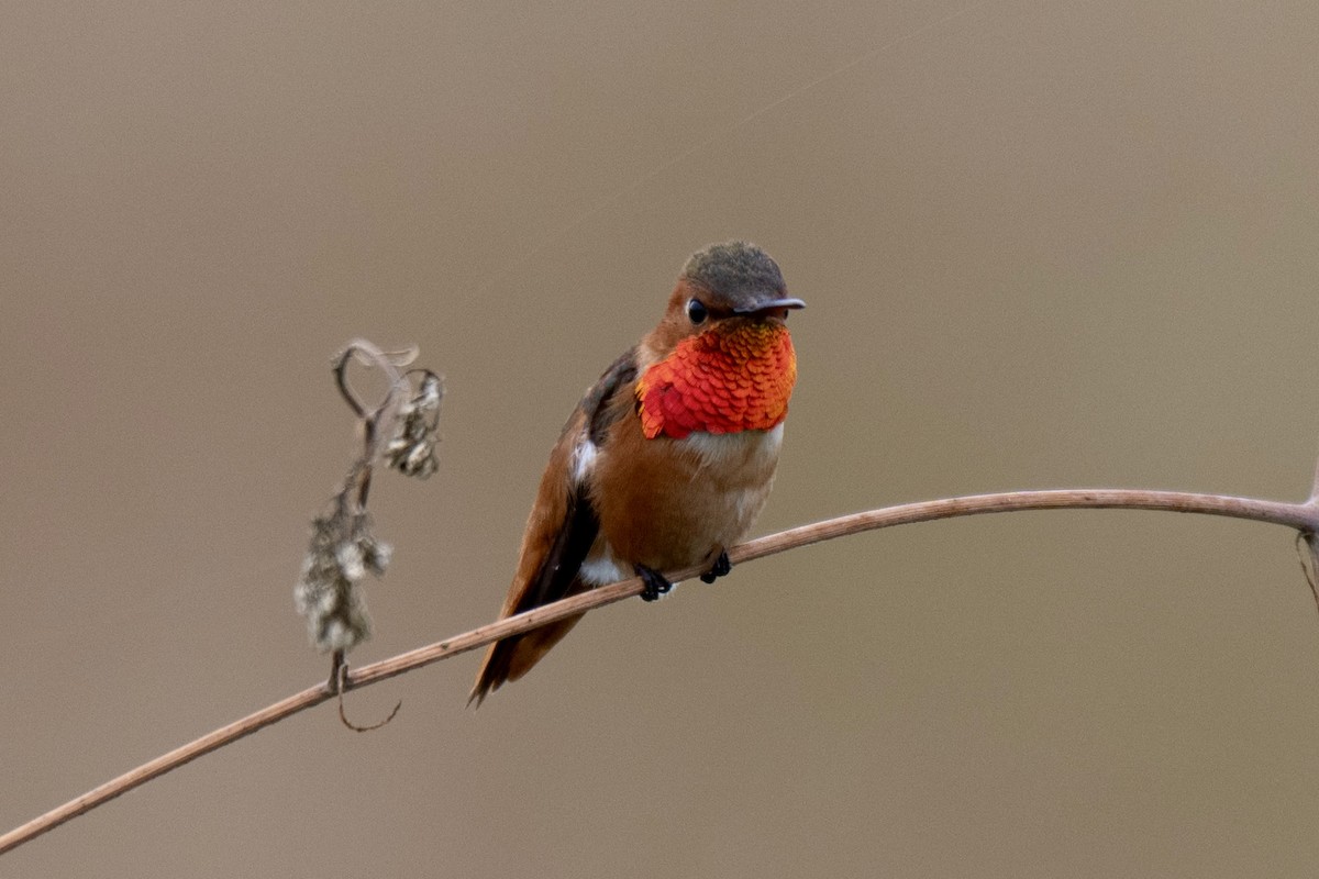 Allen's Hummingbird - ML657874235