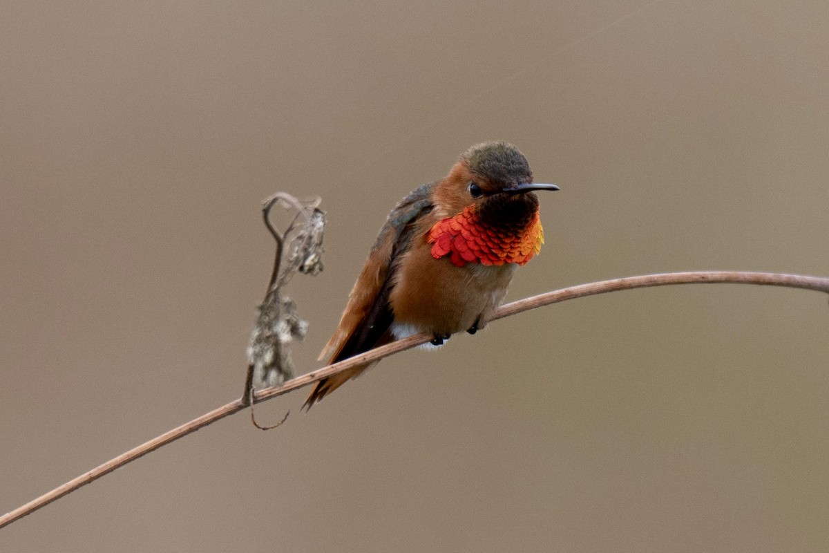 Allen's Hummingbird - ML657874236