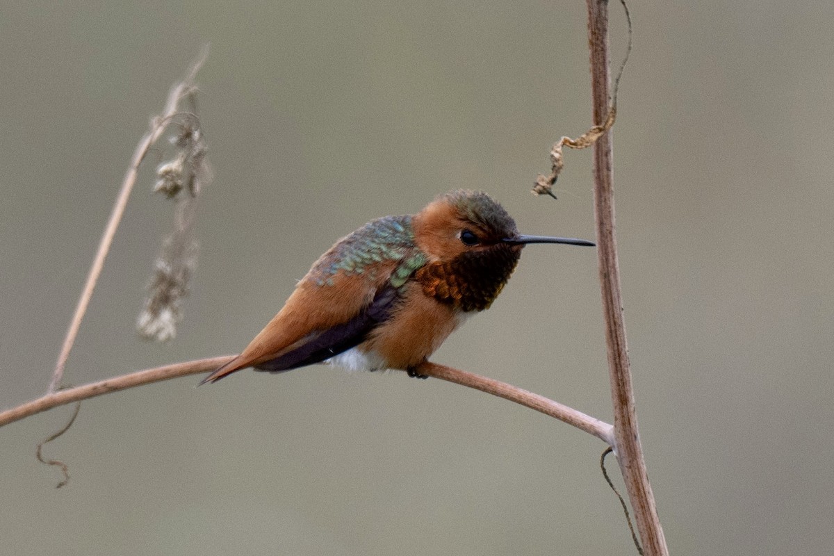 Allen's Hummingbird - ML657874238