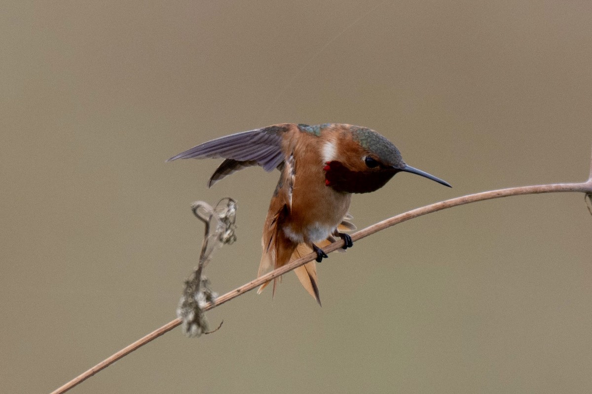 Allen's Hummingbird - ML657874239