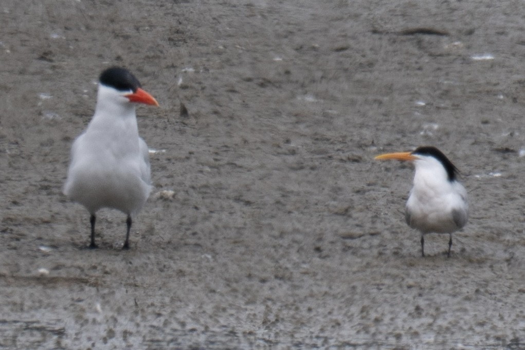 Elegant Tern - ML657874247