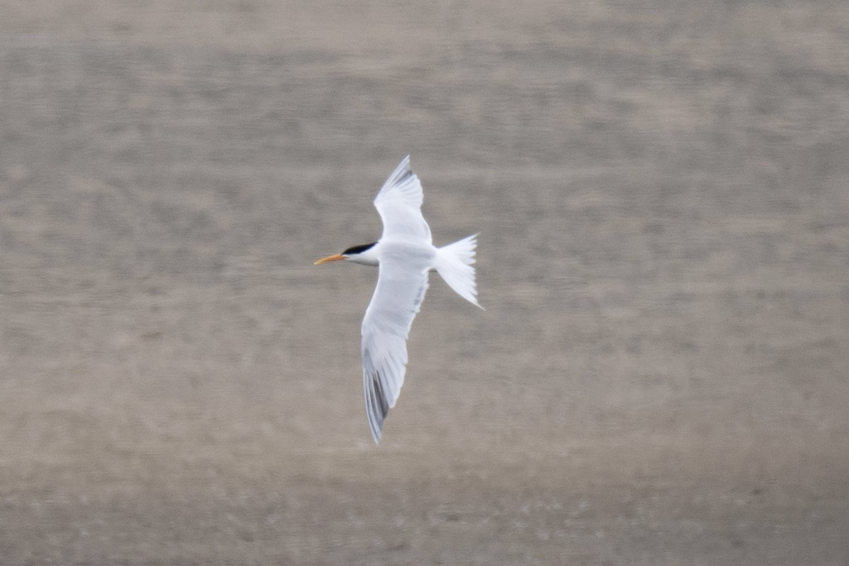 Elegant Tern - ML657874248