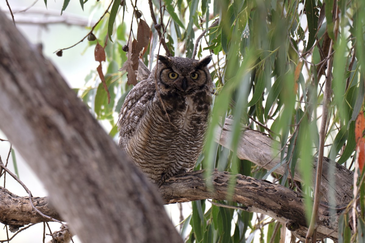 Great Horned Owl - ML657874279