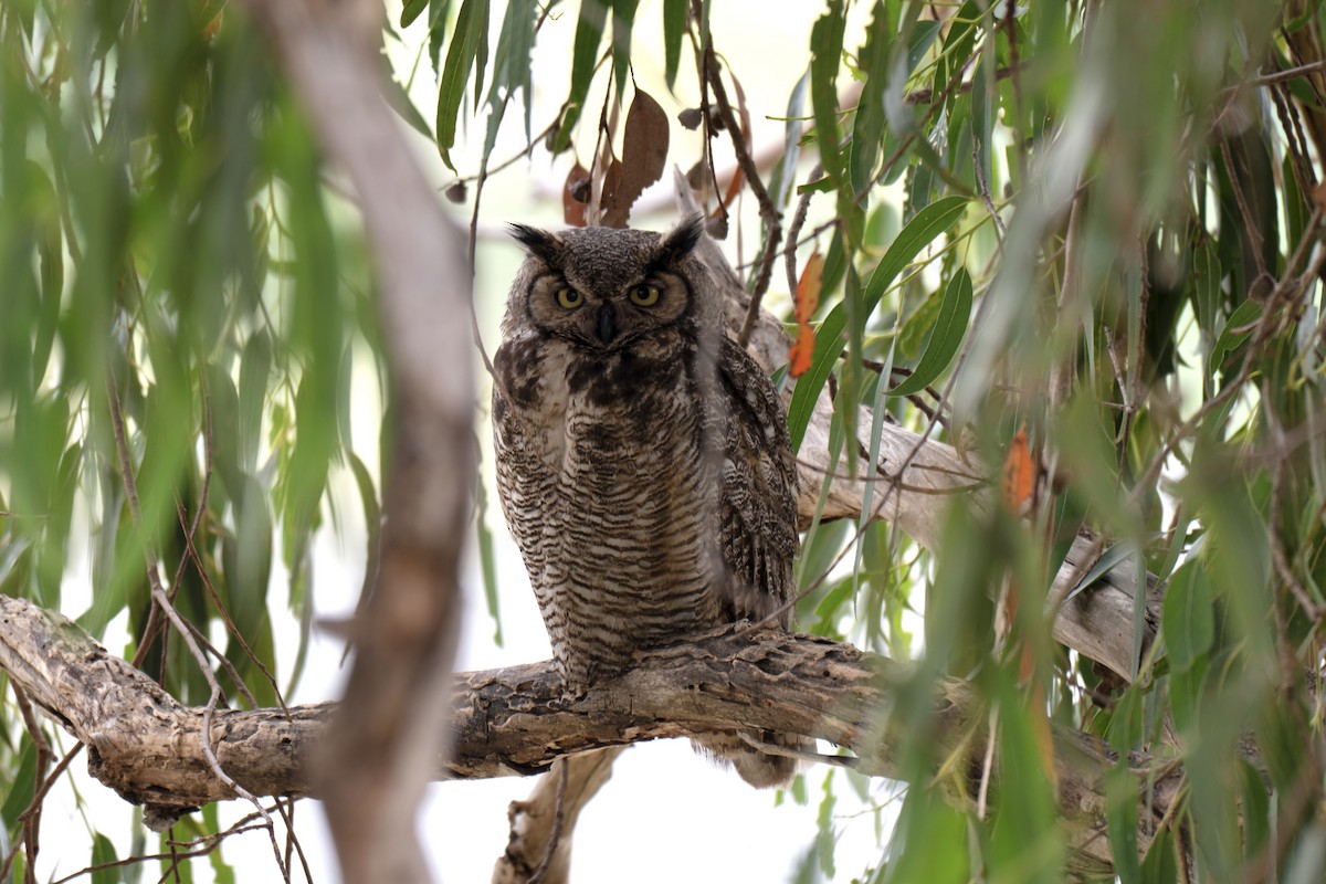 Great Horned Owl - ML657874280