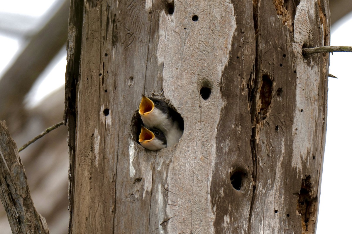 Tree Swallow - ML657874299