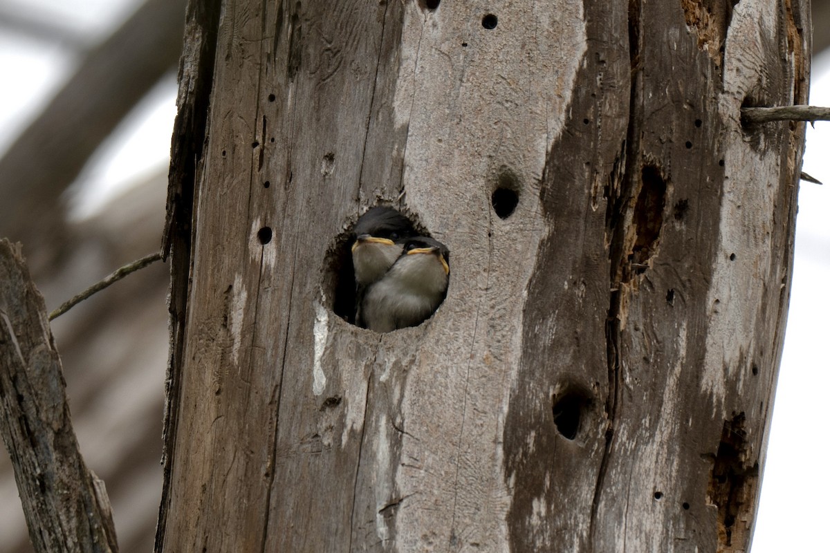 Tree Swallow - ML657874300
