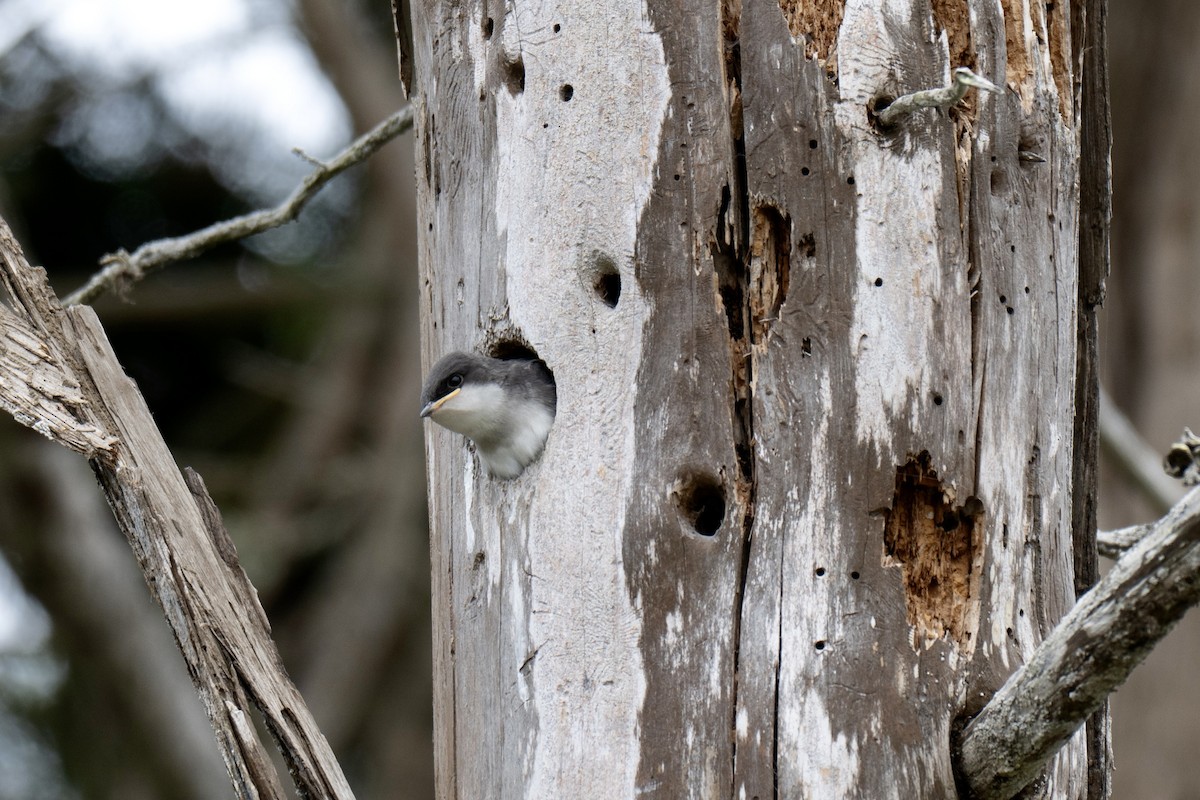 Tree Swallow - ML657874301