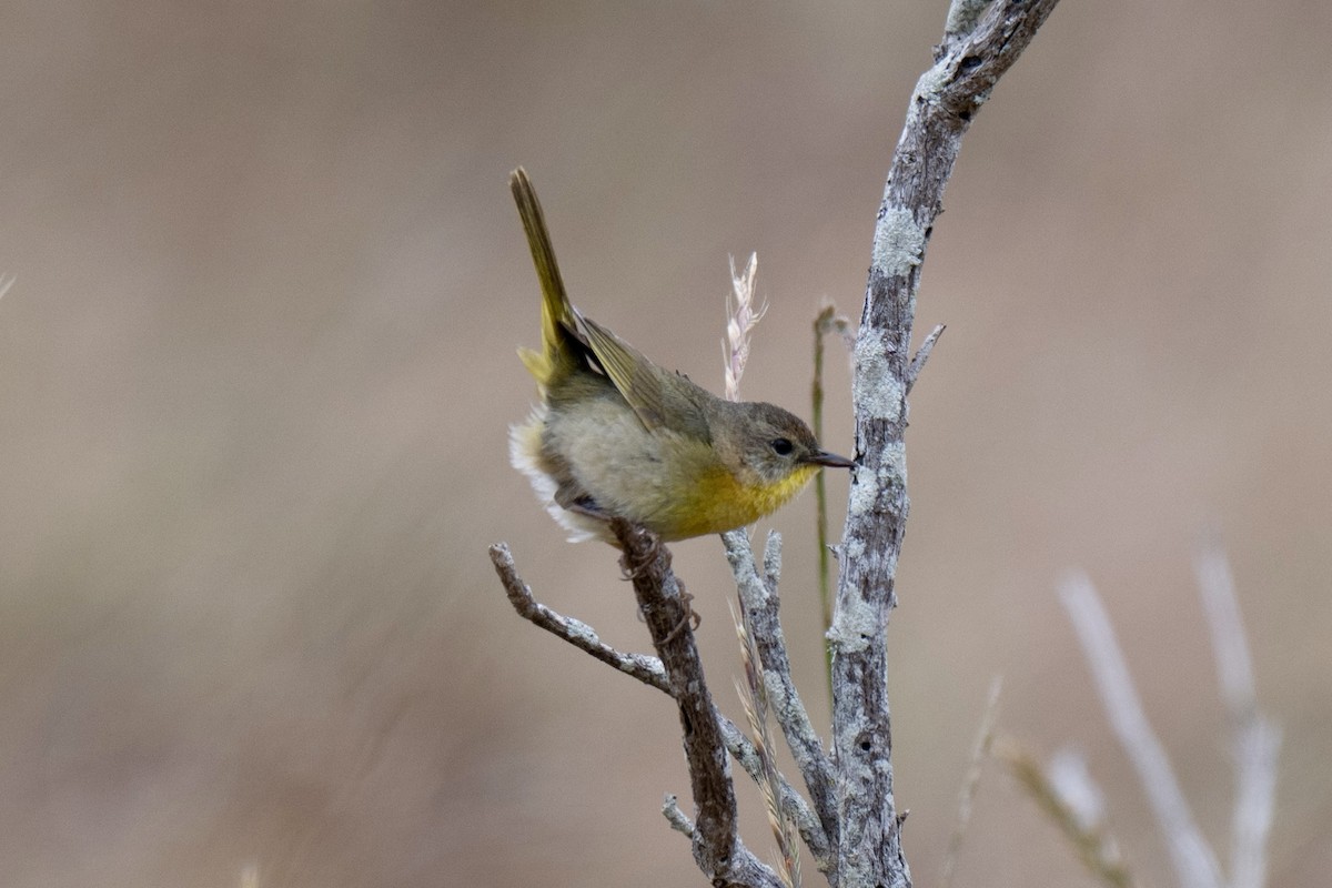 Common Yellowthroat - ML657874308