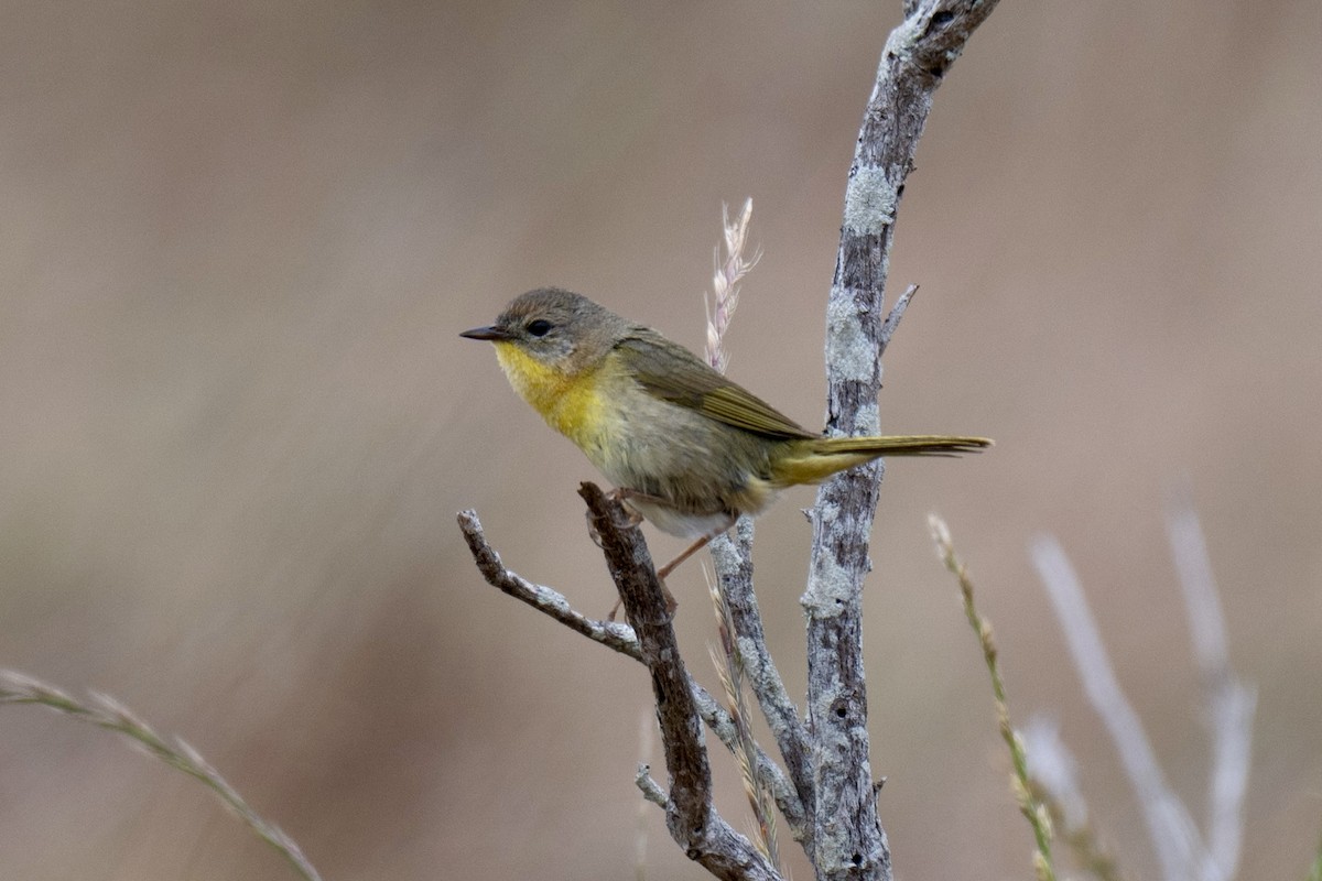 Common Yellowthroat - ML657874309