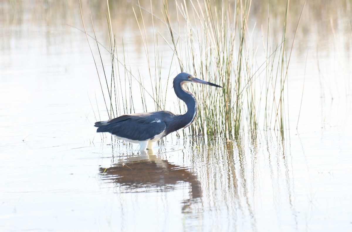Tricolored Heron - ML657874456