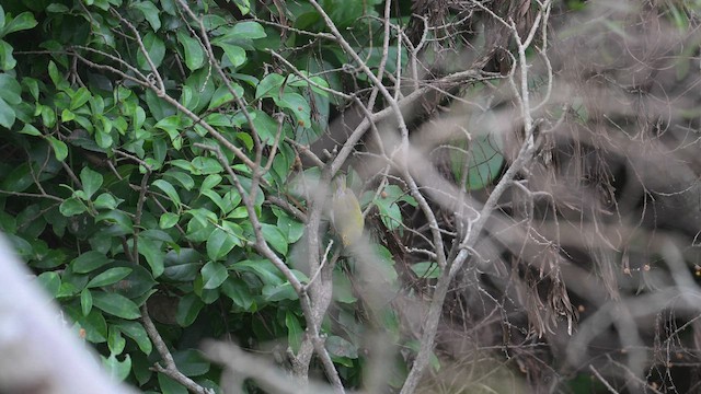 Swinhoe's White-eye - Zosterops simplex - Multimedia bilaketa ...