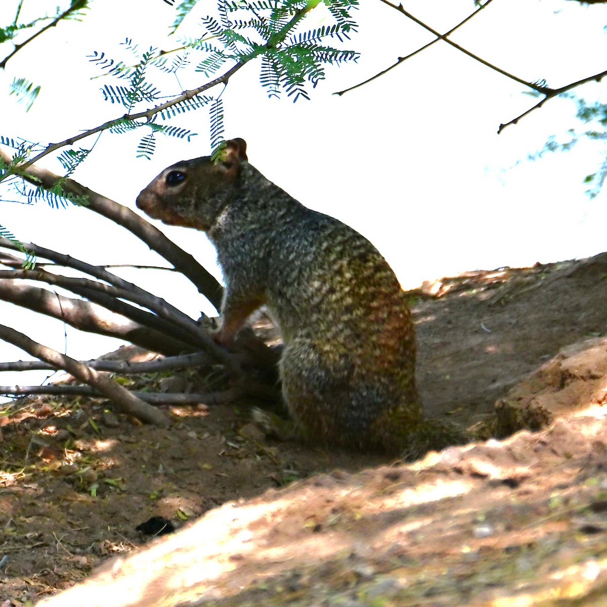 Arizona Rock Squirrel - ML657874822