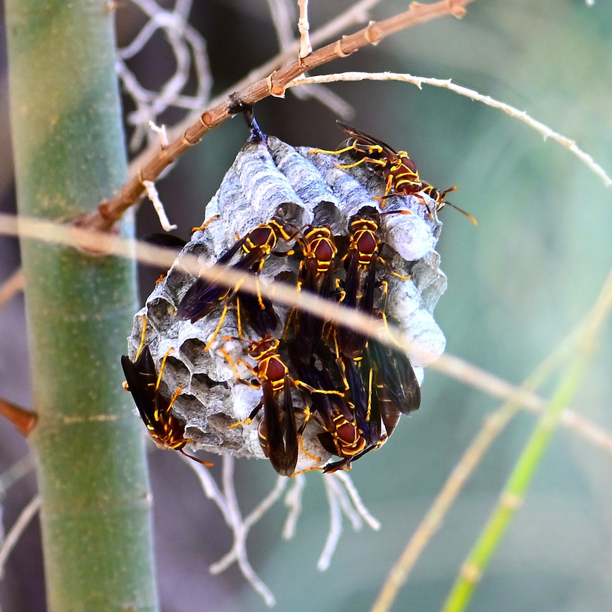 Arizona Paper Wasp - ML657874840