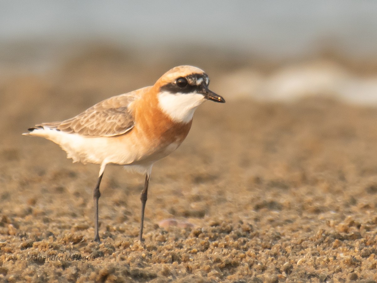 Tibetan Sand-Plover - ML657875587