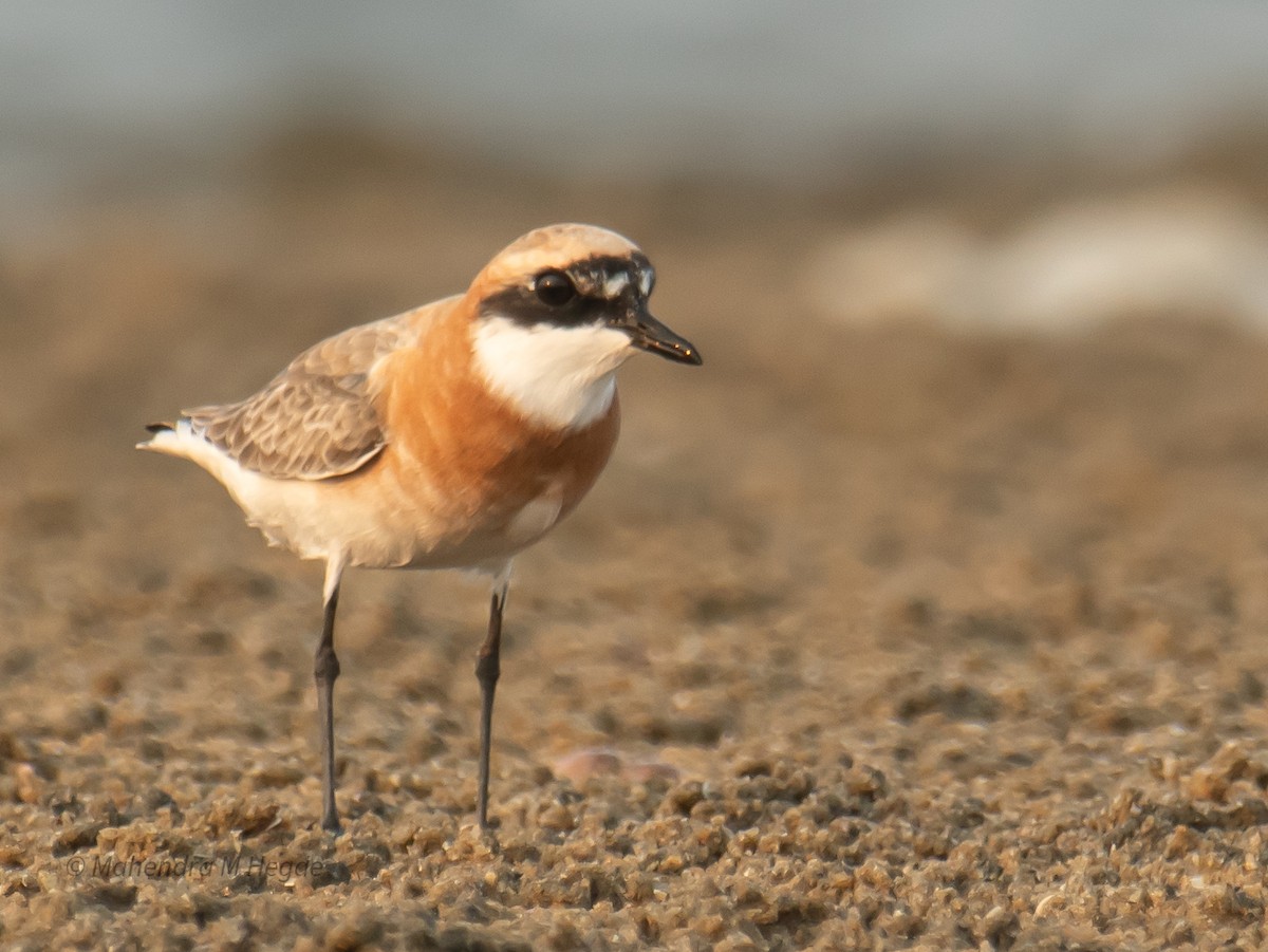 Tibetan Sand-Plover - ML657875590