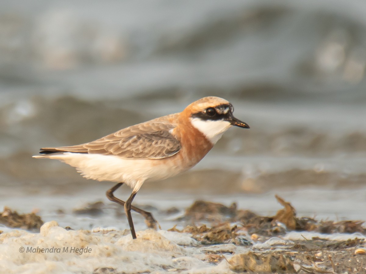 Tibetan Sand-Plover - ML657875591