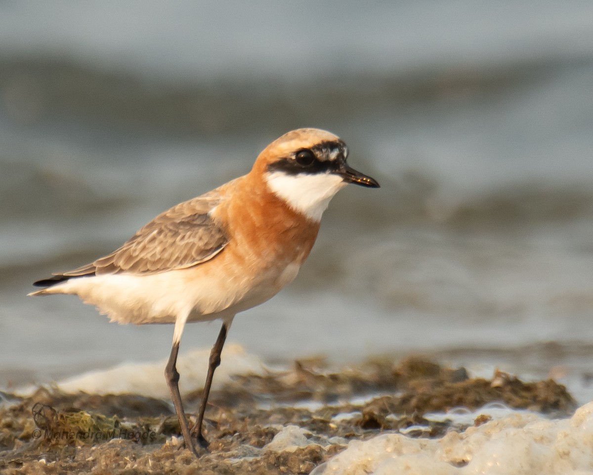 Tibetan Sand-Plover - ML657875594