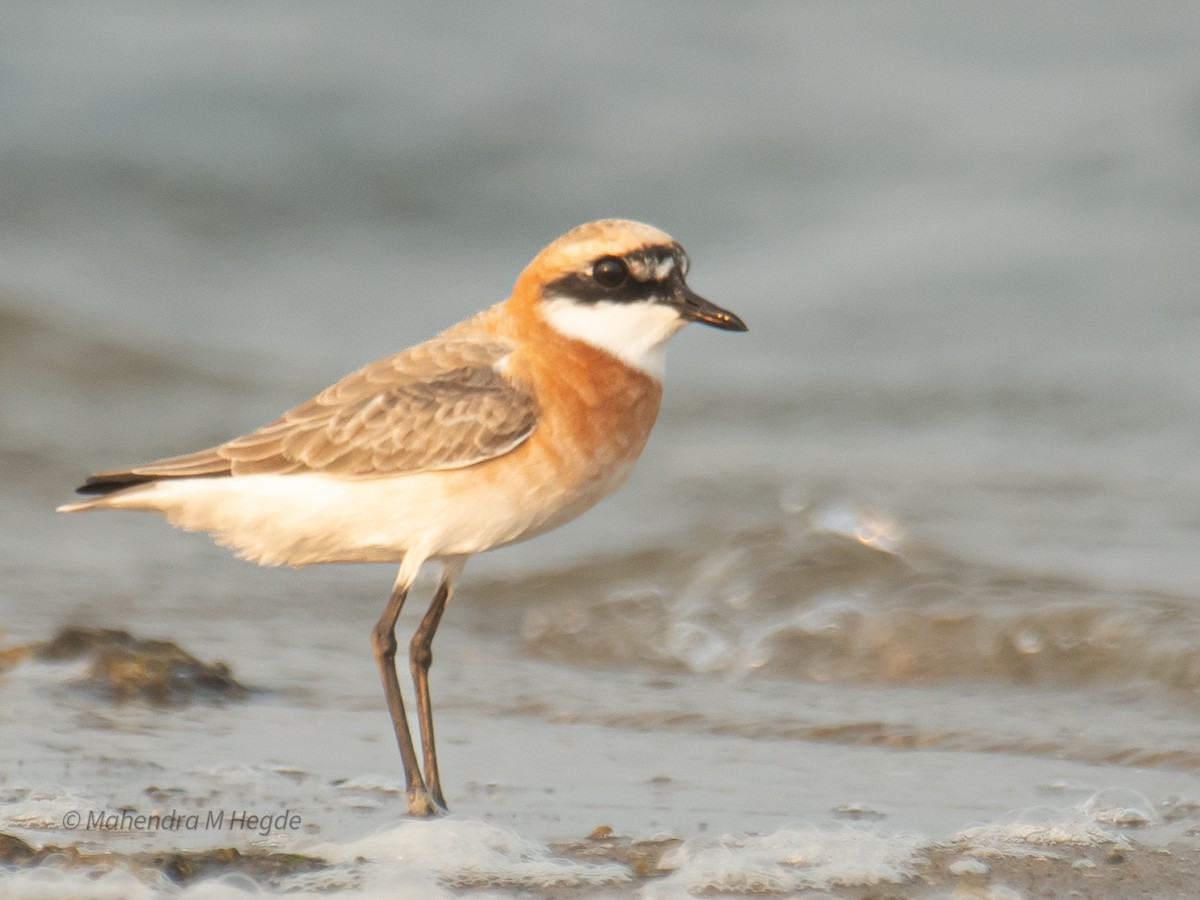 Tibetan Sand-Plover - ML657875595