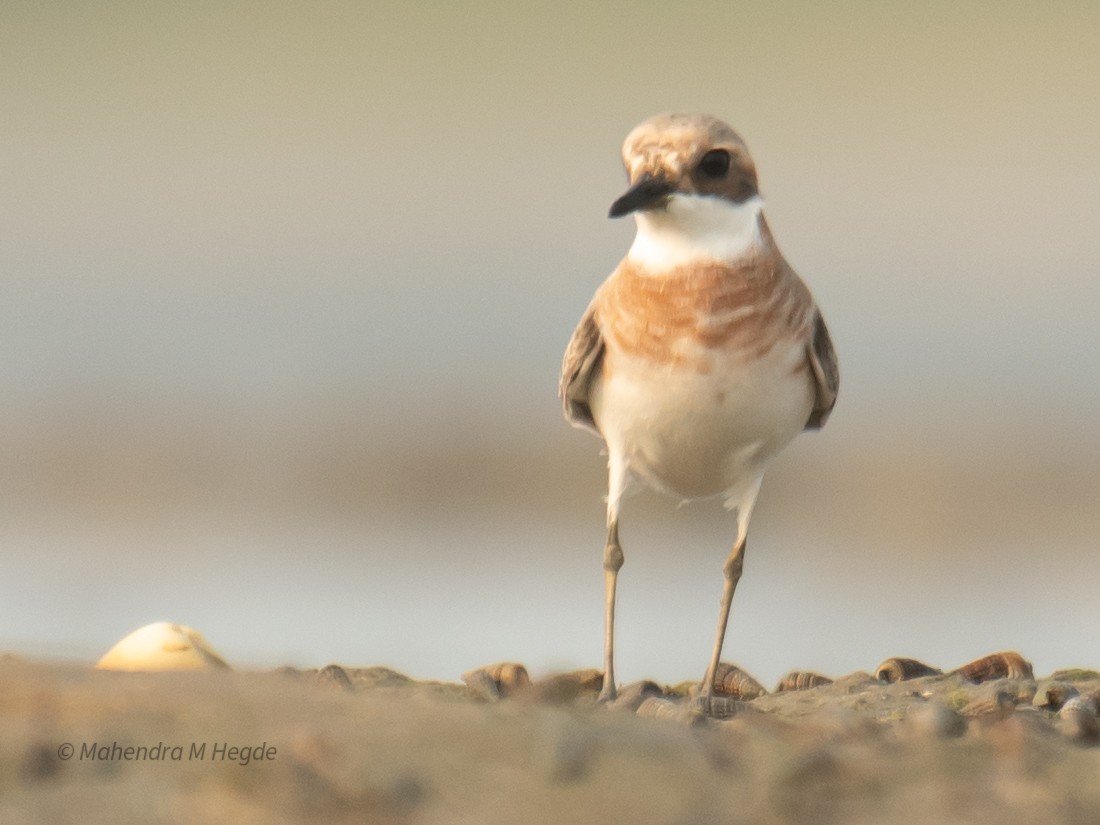 Tibetan Sand-Plover - ML657875596