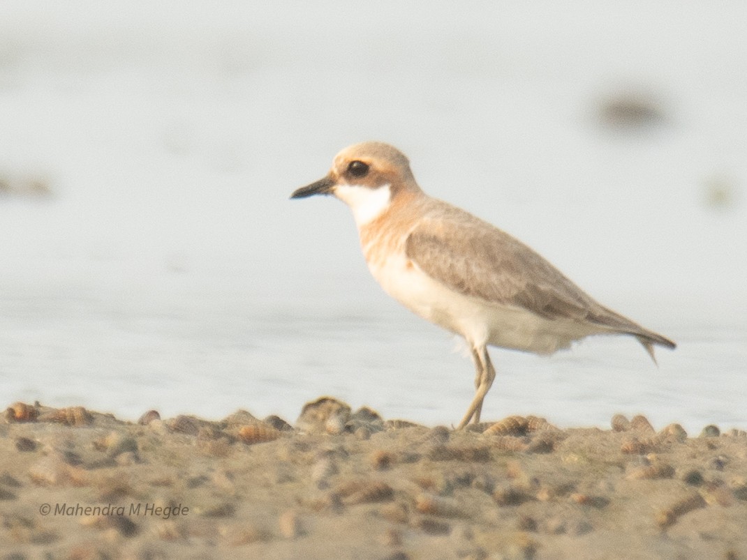 Tibetan Sand-Plover - ML657875597