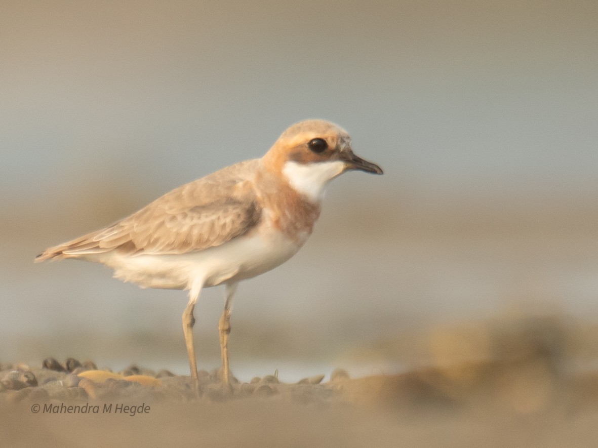 Tibetan Sand-Plover - ML657875598