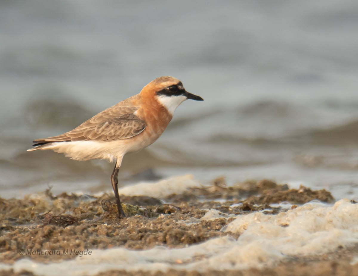 Tibetan Sand-Plover - ML657875599