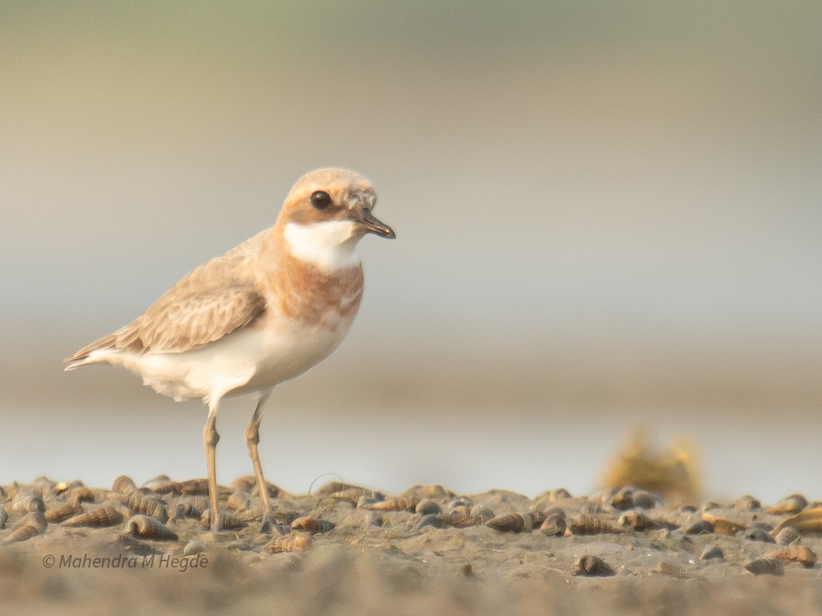 Tibetan Sand-Plover - ML657875600