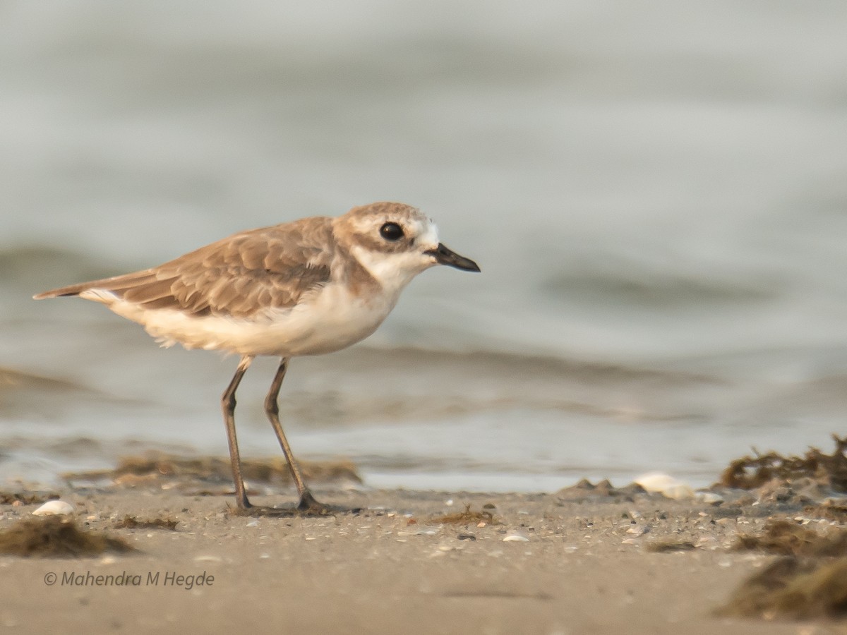 Tibetan Sand-Plover - ML657875601