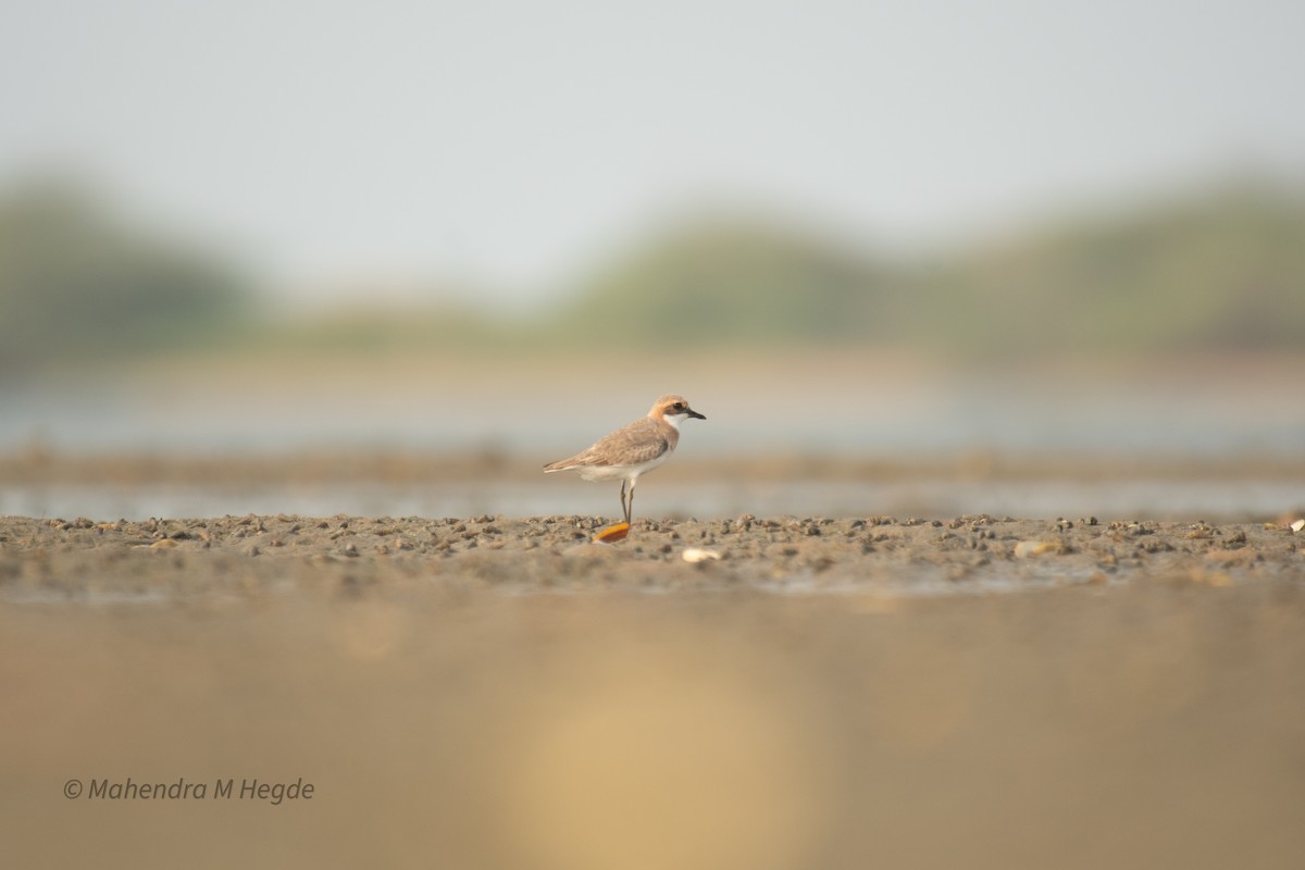 Tibetan Sand-Plover - ML657875602
