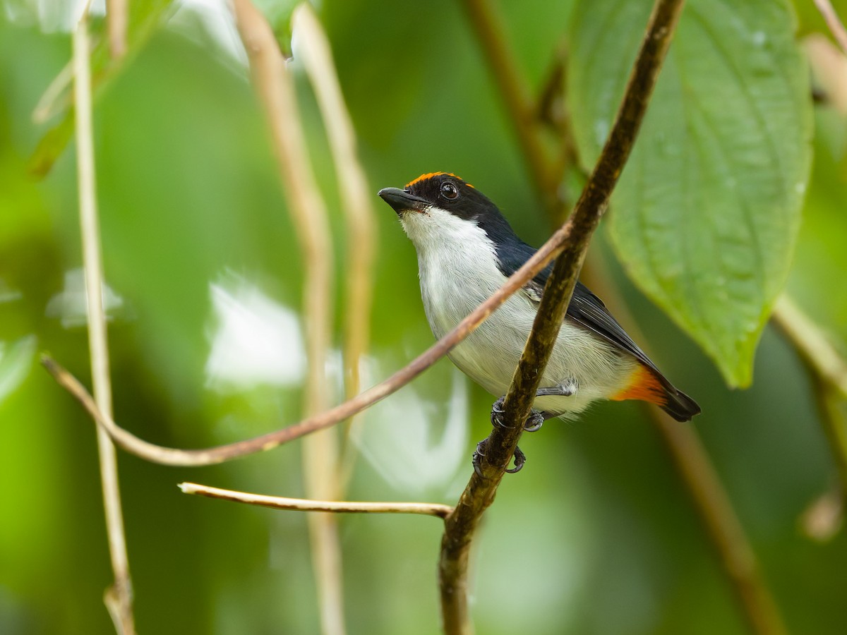 Flame-crowned Flowerpecker - ML657875757