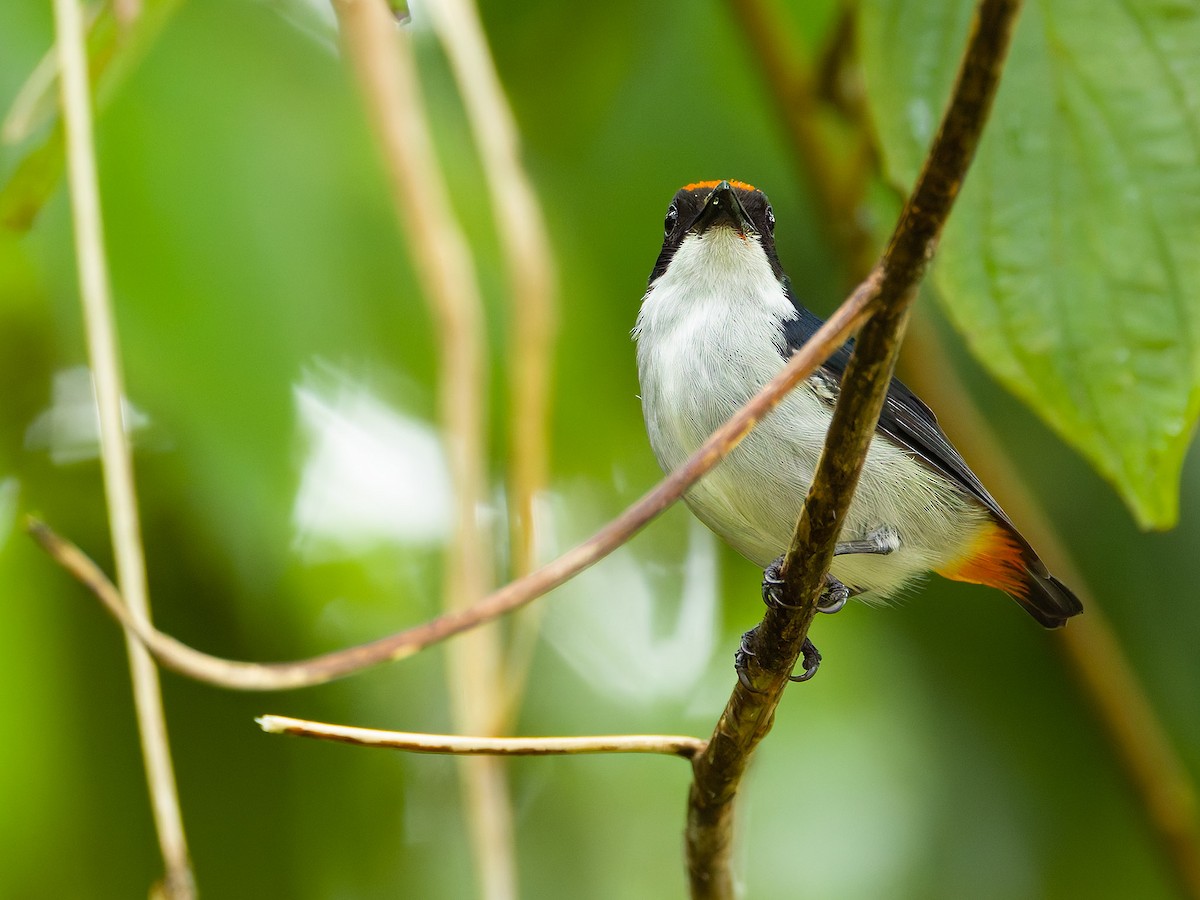 Flame-crowned Flowerpecker - ML657875777