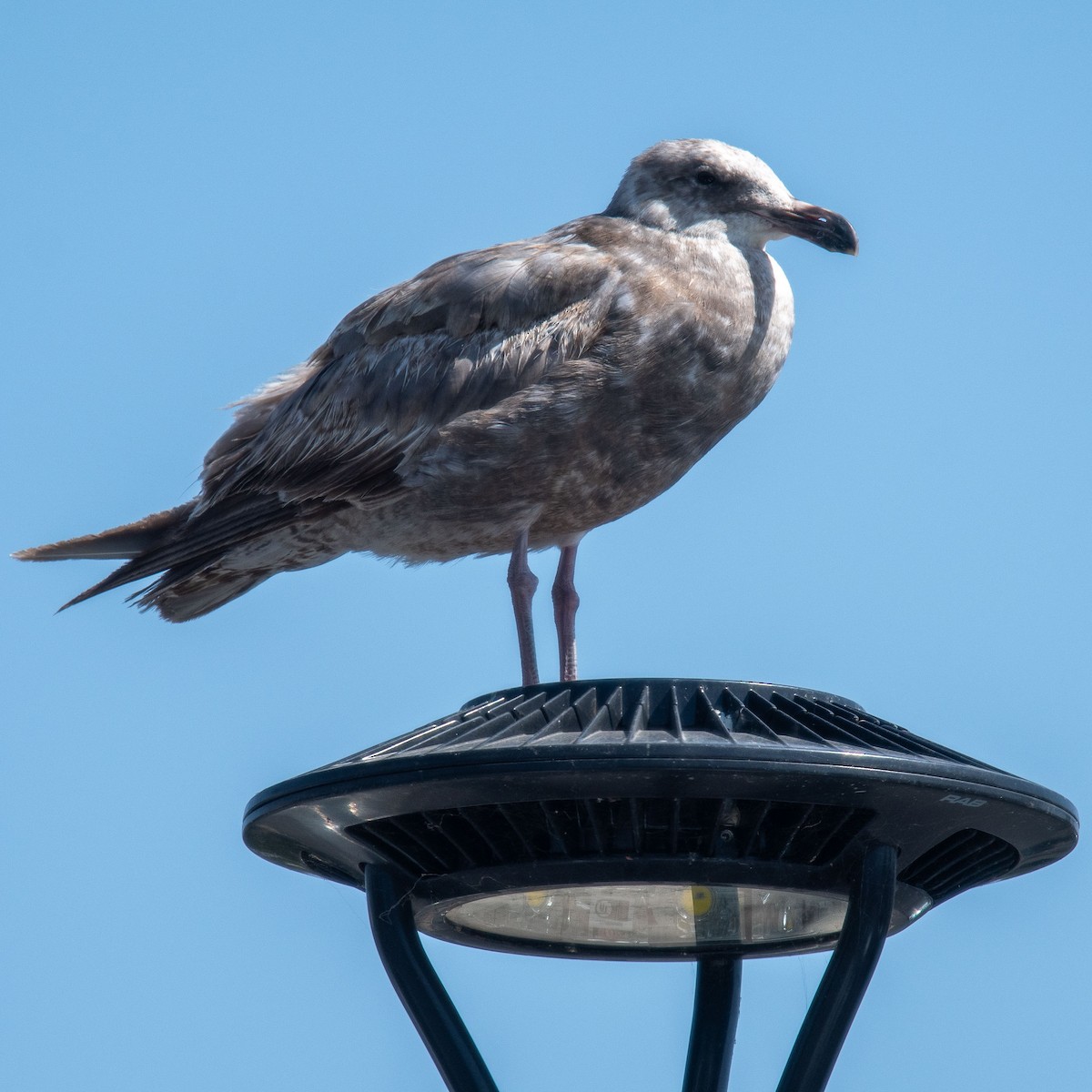 Western Gull - ML657875981