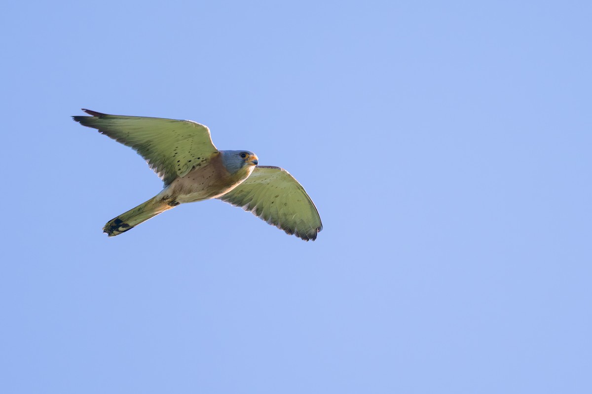 Lesser Kestrel - ML657876043