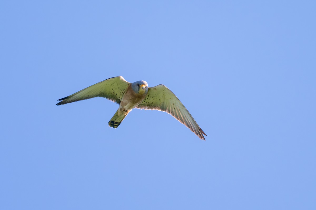 Lesser Kestrel - ML657876061