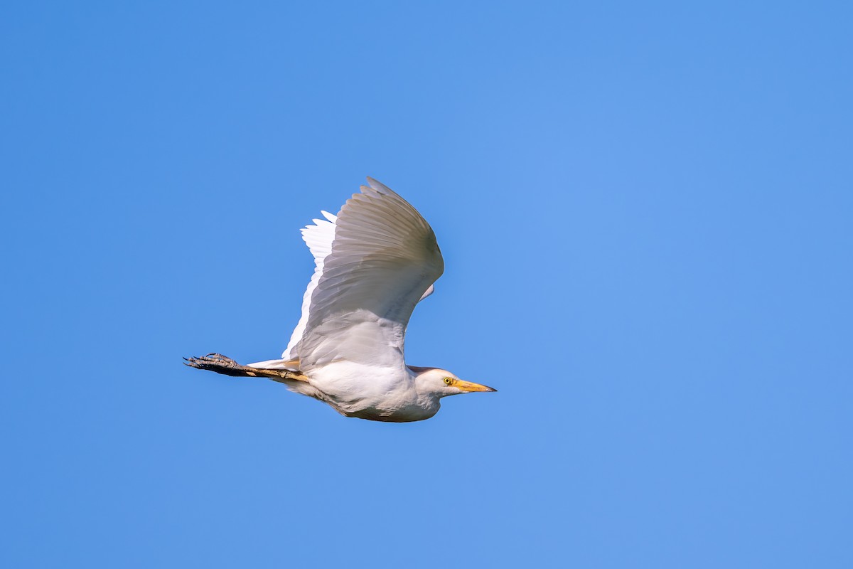 Western Cattle-Egret - ML657876064