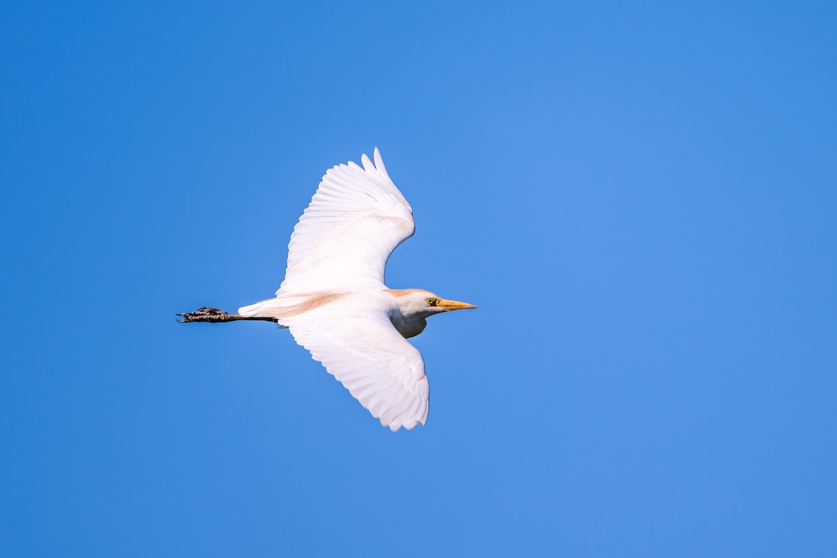 Western Cattle-Egret - ML657876065